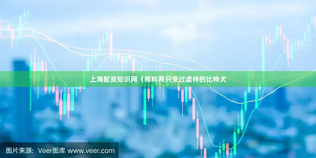 上海配资知识网（照料两只受过虐待的比特犬